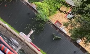 Husband Saves Neighbor's Husky from Drowning
