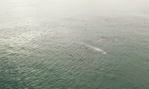 Narwhals Swimming in Arctic Ocean