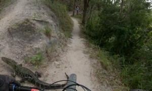 Rider Leaps over Alligator on MTB Trail