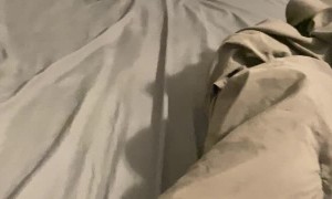 Cute but Stinky Baby Skunks