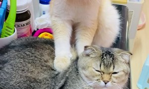 Golden Cat Massages Friend