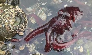 Scuttling Octopus Camouflages in Tide Pool