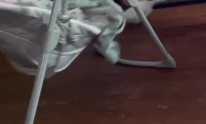 Clyde the Cockatoo is Concerned