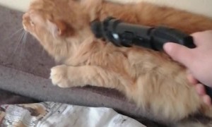 Kitty Enjoys Getting Groomed by Vacuum