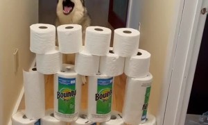 Husky Howls at High TP Tower