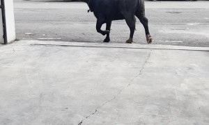 Buffalo Trashes Car and Trots Off