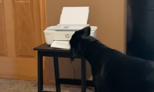 Canine Coworker Steals Printed Paper