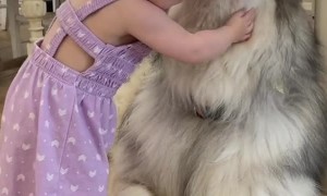Fluffy Malamute Accepts Hugs from Toddler