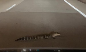 Driver Doesn't Match Young Alligator's Patience