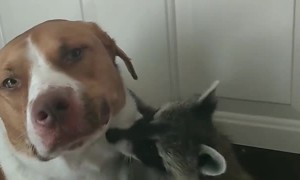 Raccoon Cuddles Its Canine Friend