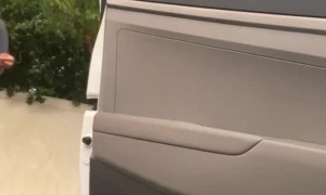 Hungry Ducks Hang Around For Food