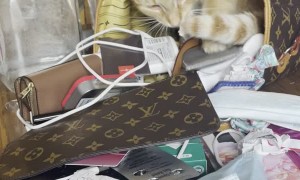Cat Loves Louis Vuitton
