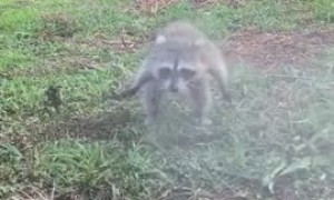 Baby raccoon plays with water hose just like a doggy