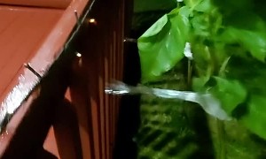 Sunflower in High Winds