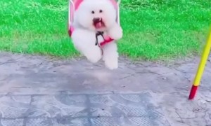 Fluffy Pup Smiles While Swinging