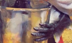 Infant Monkey Licks Leftover Clamato