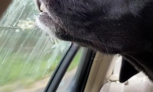 Dog Grabs Smells During Car Ride