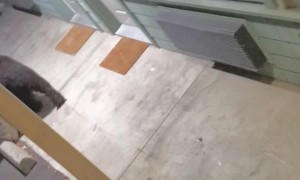 Two Bears Wander Around Hotel Property in California