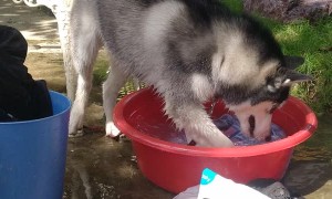 Helpful Husky Cleans Clothes
