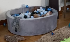 Ball Pit is Pup's Happy Place