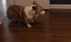 Quirky Corgi Slowly Backs Out of Room