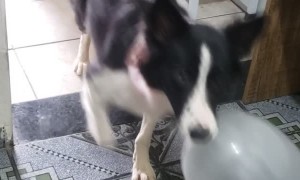 Pup Plays with Inflated Protection