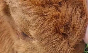 Cute Baby Highland Cow