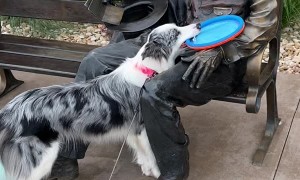 Abe Lincoln Won't Throw Frisbee for Perky Pup