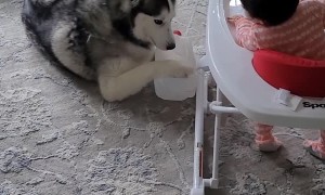 Husky Plays With Jug While Baby Laughs