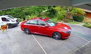 Loose Dogs Scare Delivery Drivers