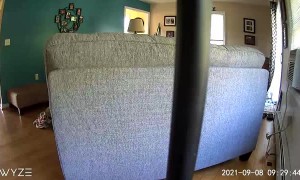 Rambunctious Dog Wreaks Havoc on Living Room Furniture