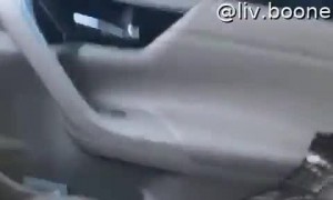 Hawk Springs to Life in Woman's Car after Being Rescued