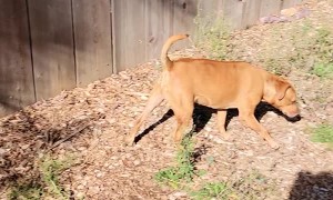 Bear Protects Cubs at Fence