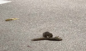 Squirrel Mourns over Lost Friend