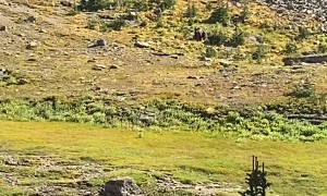 Grizzly Defends Cub From Curious Coyote