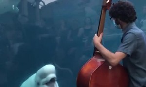 Beluga whales deeply entertained by bassist's performance
