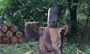 Split Log Clobbers Camera