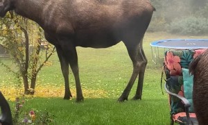 Family of Moose Visit Friendly Backyard