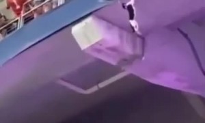 Quick-thinking fans save falling cat at Miami football game