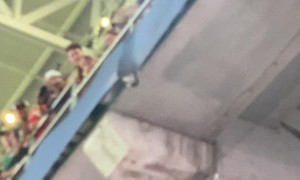 Fans Chant Save the Cat