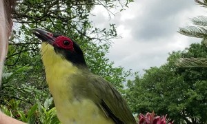 Figgy the wild Fig Bird