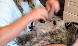Kiddo Gets Kisses From Cuddly Raccoon
