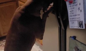 Walter the Boxer Drinks from the Fridge