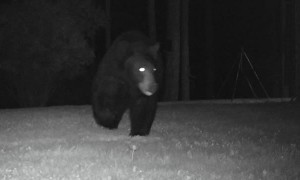 Black Bear Figures Out How to Open Gate