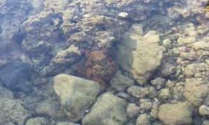 Octopus in Tidepool Goes Full Parachute