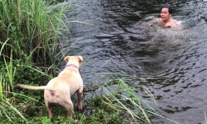 Doggo Dives In After Dude