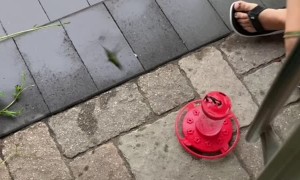 Seemingly Lifeless Hummingbird Rescued from Rain