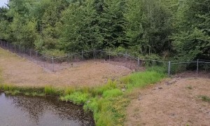 Coyote Is No Match for Kitty