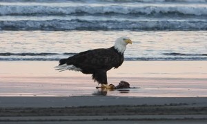Two Bald Eagles Eating on the Beach