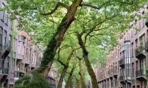 Viral Travel Video Amsterdam